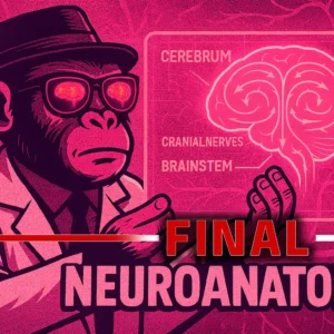 Neuroanatomy Final